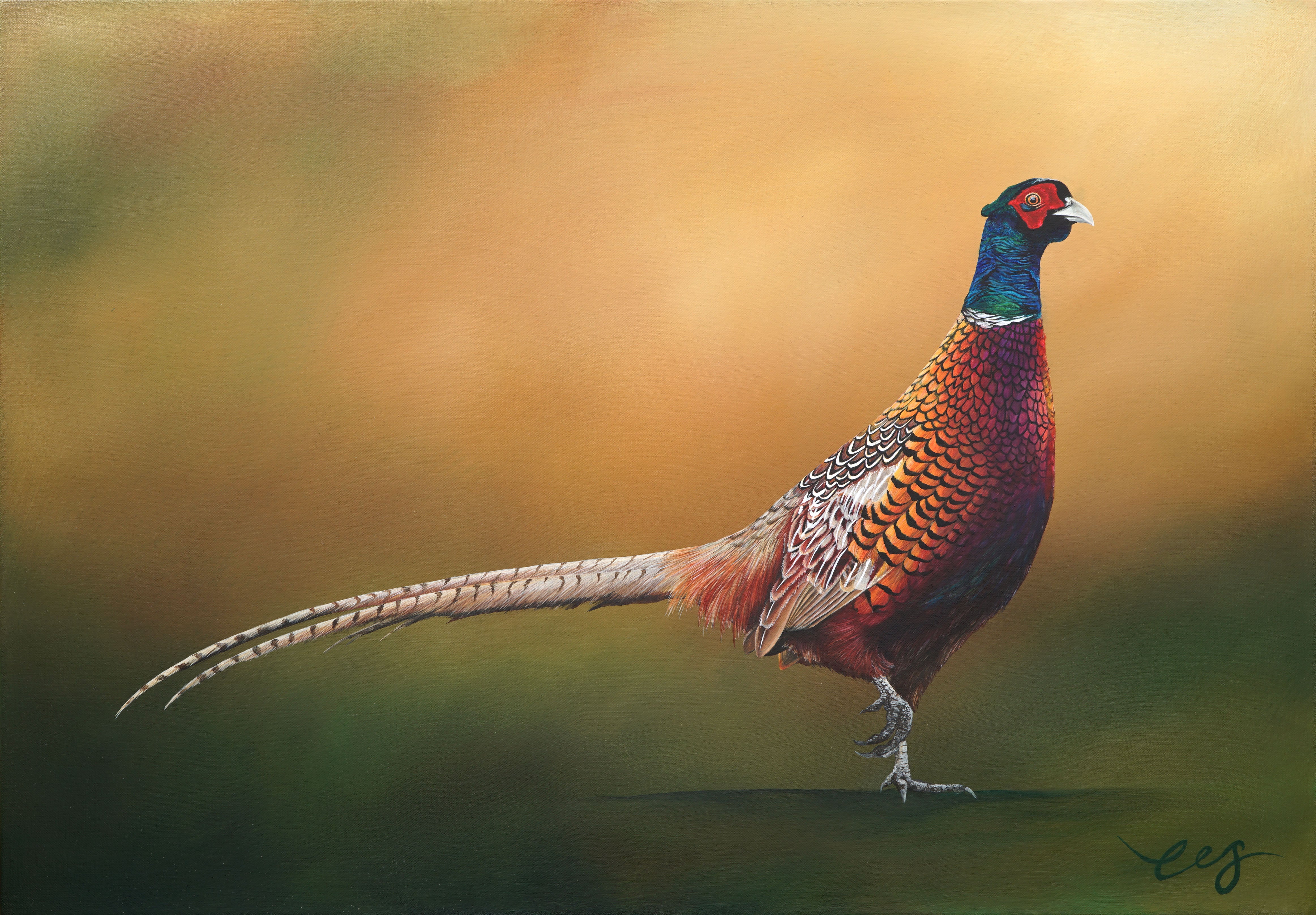 Pheasant 97561d81 b20a 46ab a22f 5909853650ec