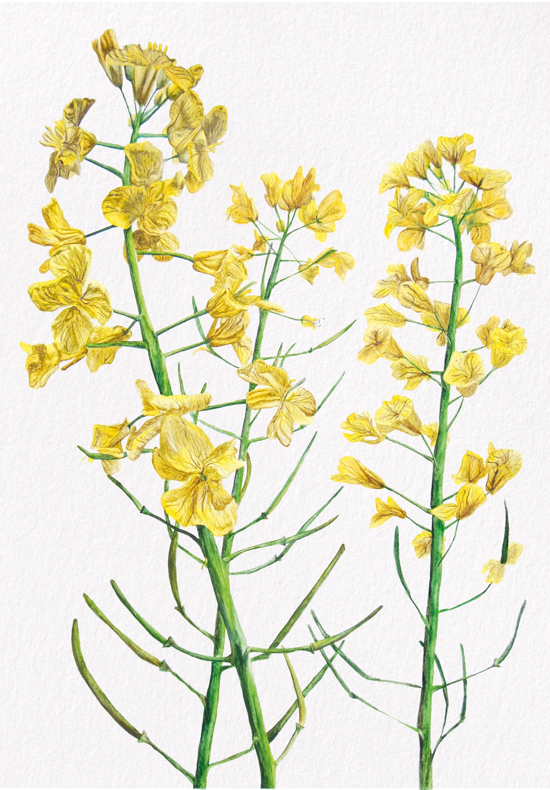 Rapeseed, Fine Art Watercolour Print
