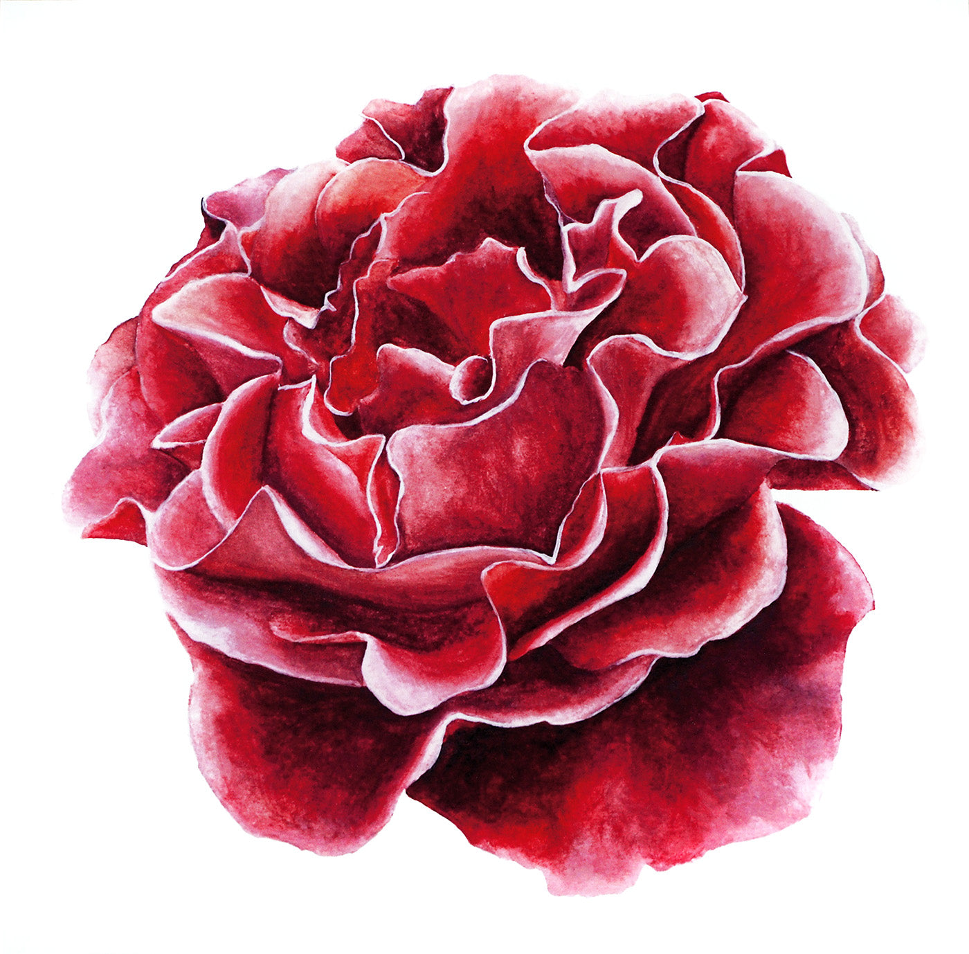 Little Rose, Fine Art Watercolour Print