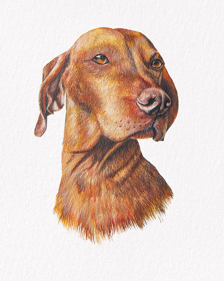 Saskia dog portrait