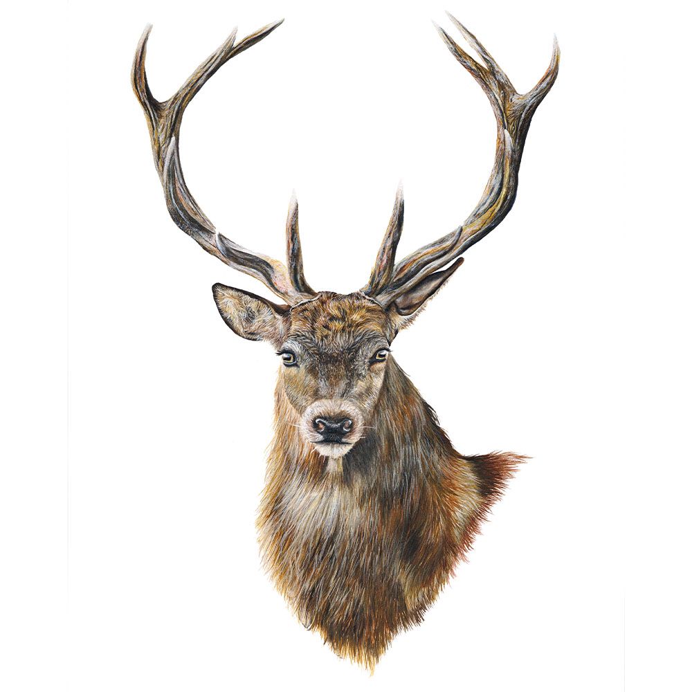 Stag, Limited Edition Fine Art Print