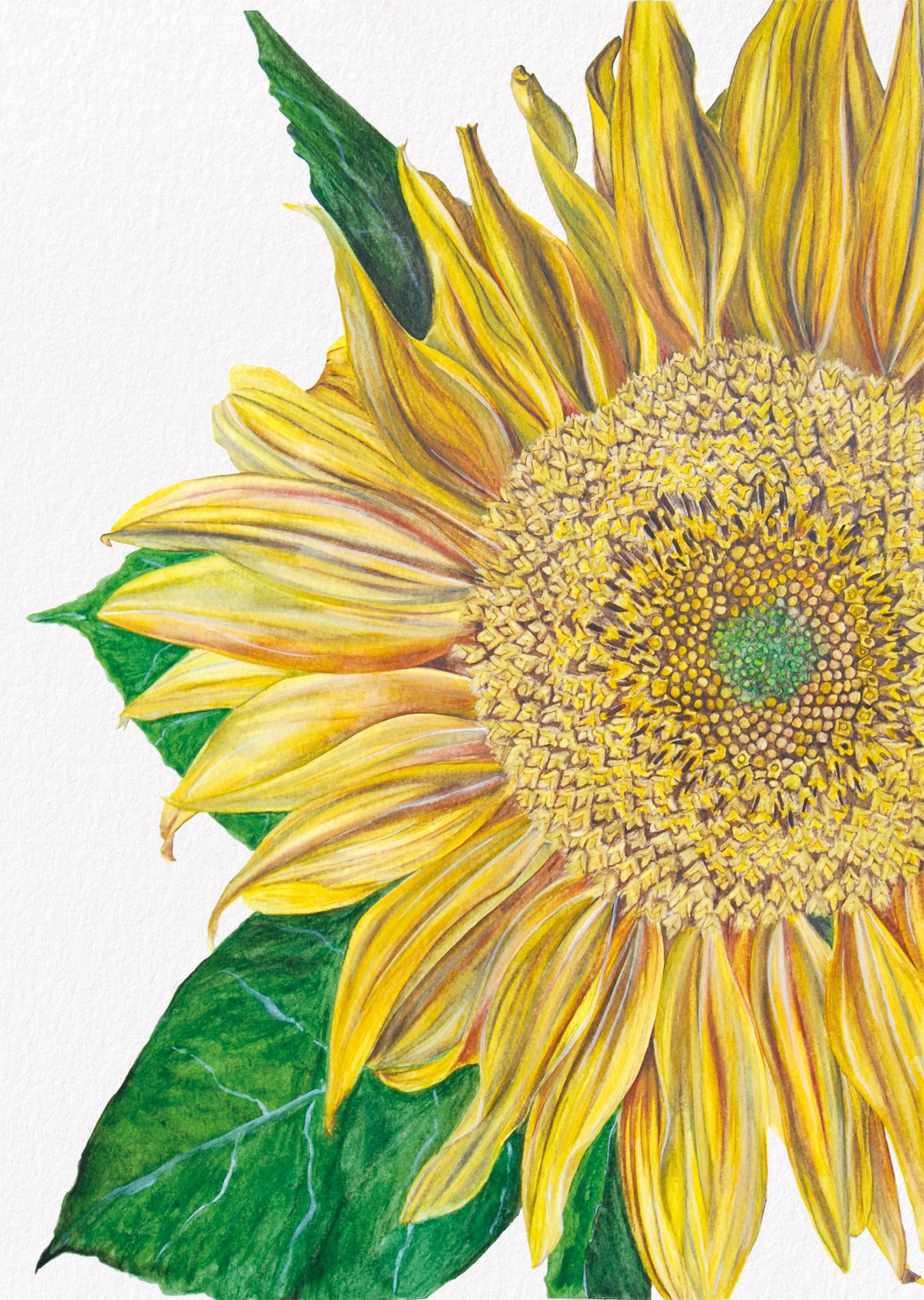 Sunflower, Fine Art Watercolour Print