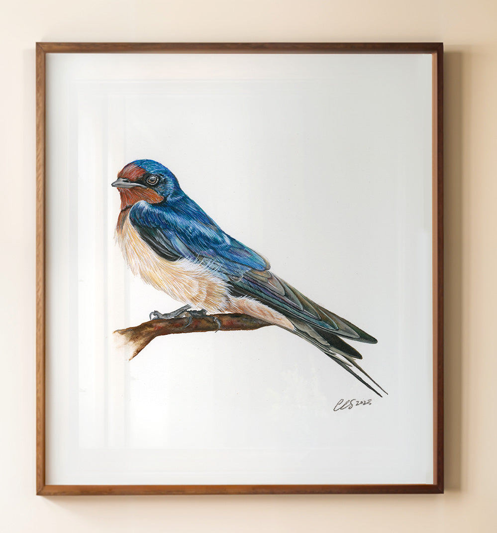 Barn Swallow, Fine Art Watercolour Print