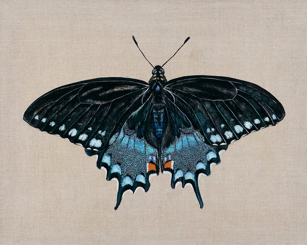 Spicebush Swallowtail Butterfly,  Limited Edition Fine Art Print