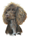 Truffle