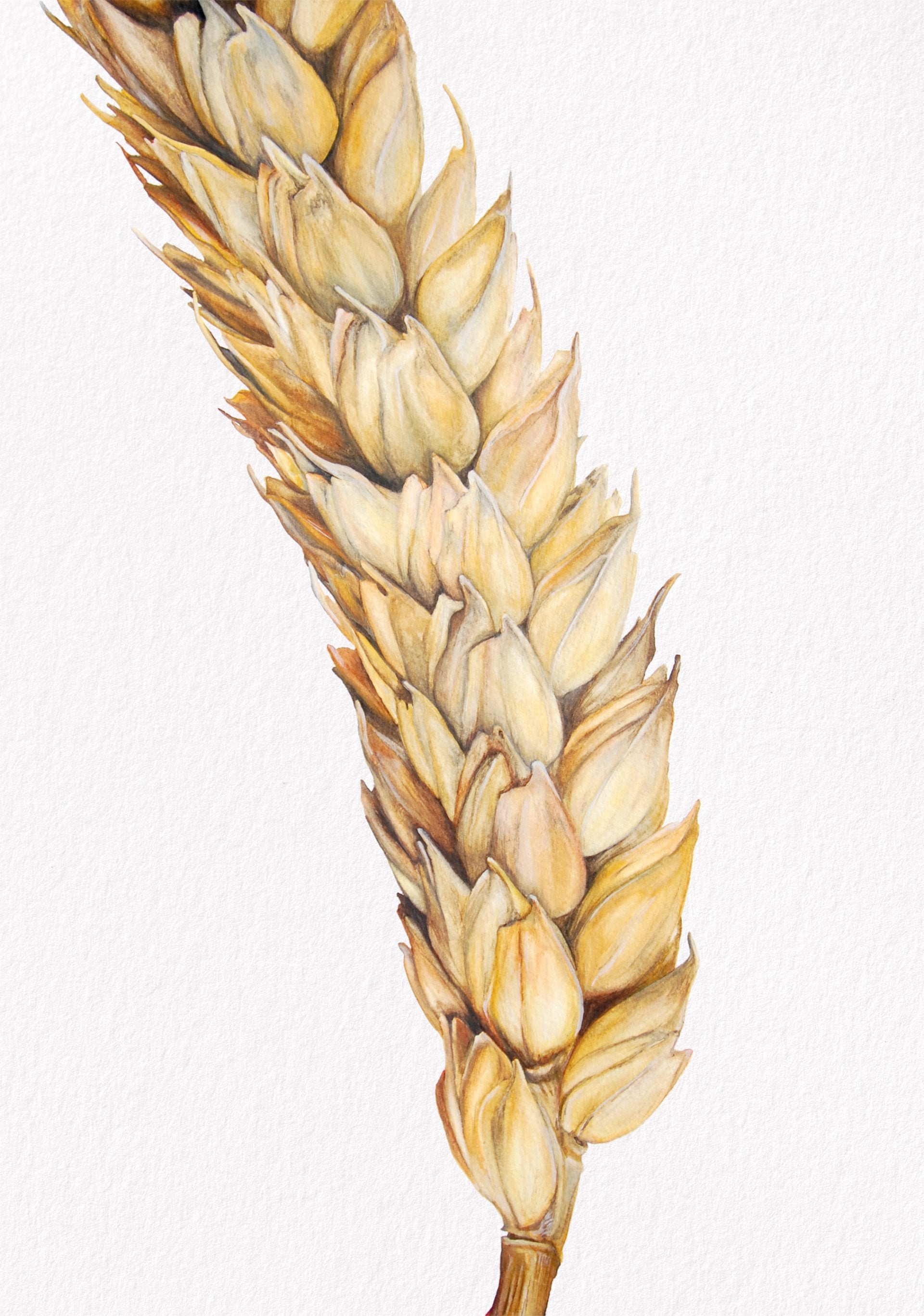 Wheat, Fine Art Watercolour Print
