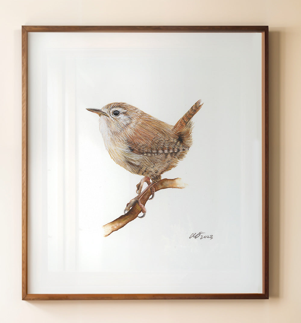 Jenny Wren, Fine Art Watercolour Print