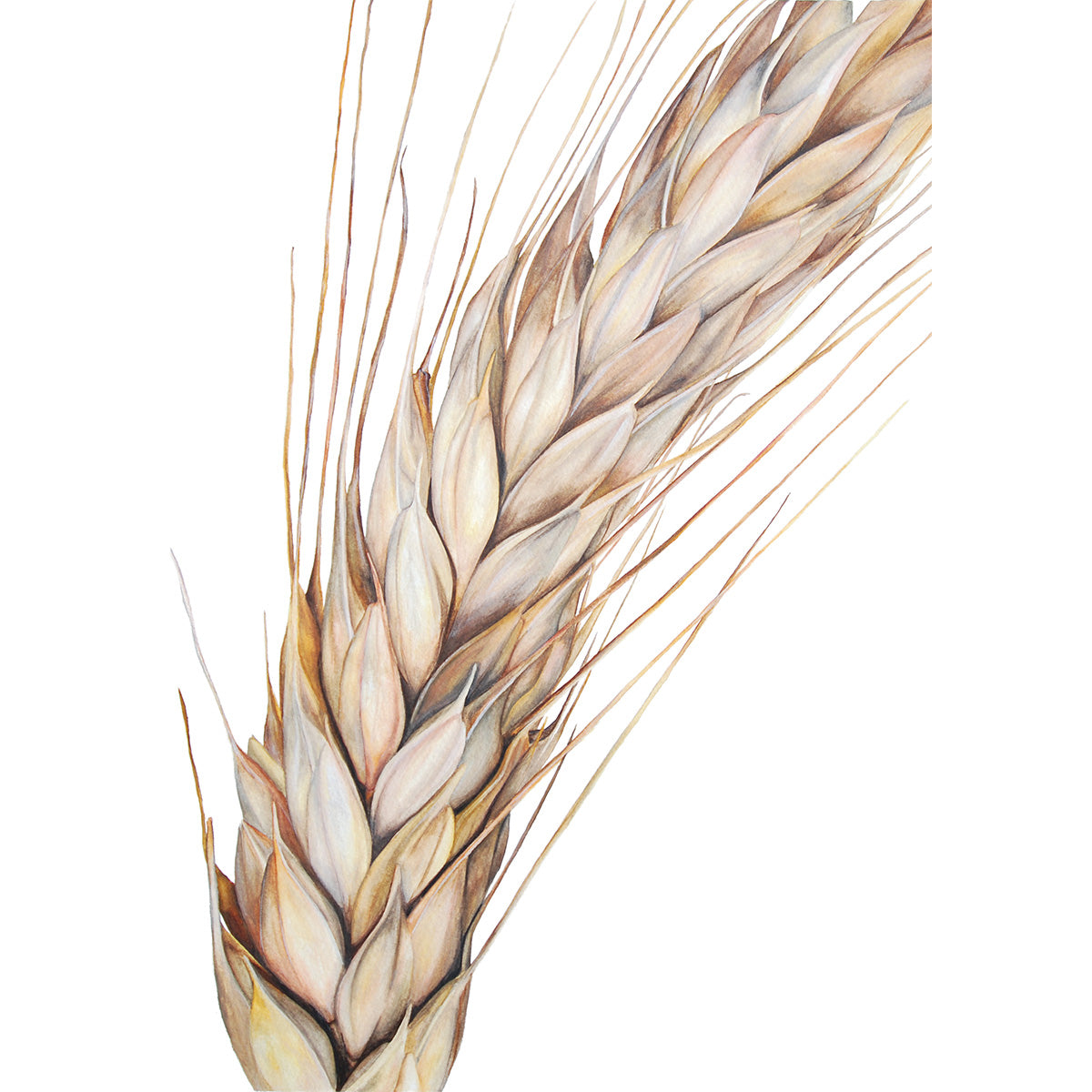 Barley, Fine Art Watercolour Print