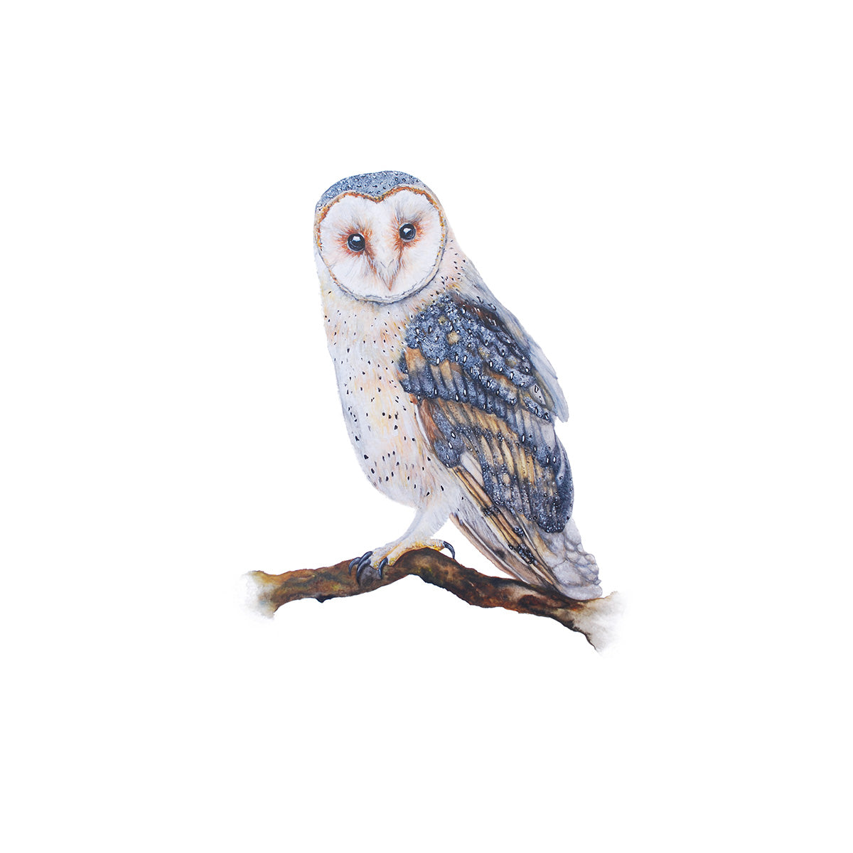 Little Barn Owl, Fine Art Watercolour Print