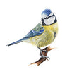Blue tit blank