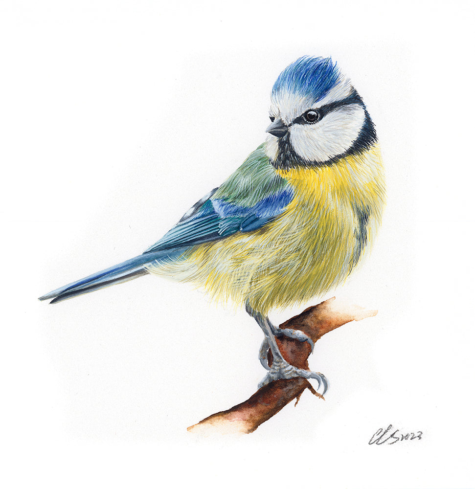 Blue Tit, Original Watercolour Painting