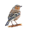 Chaffinch blank