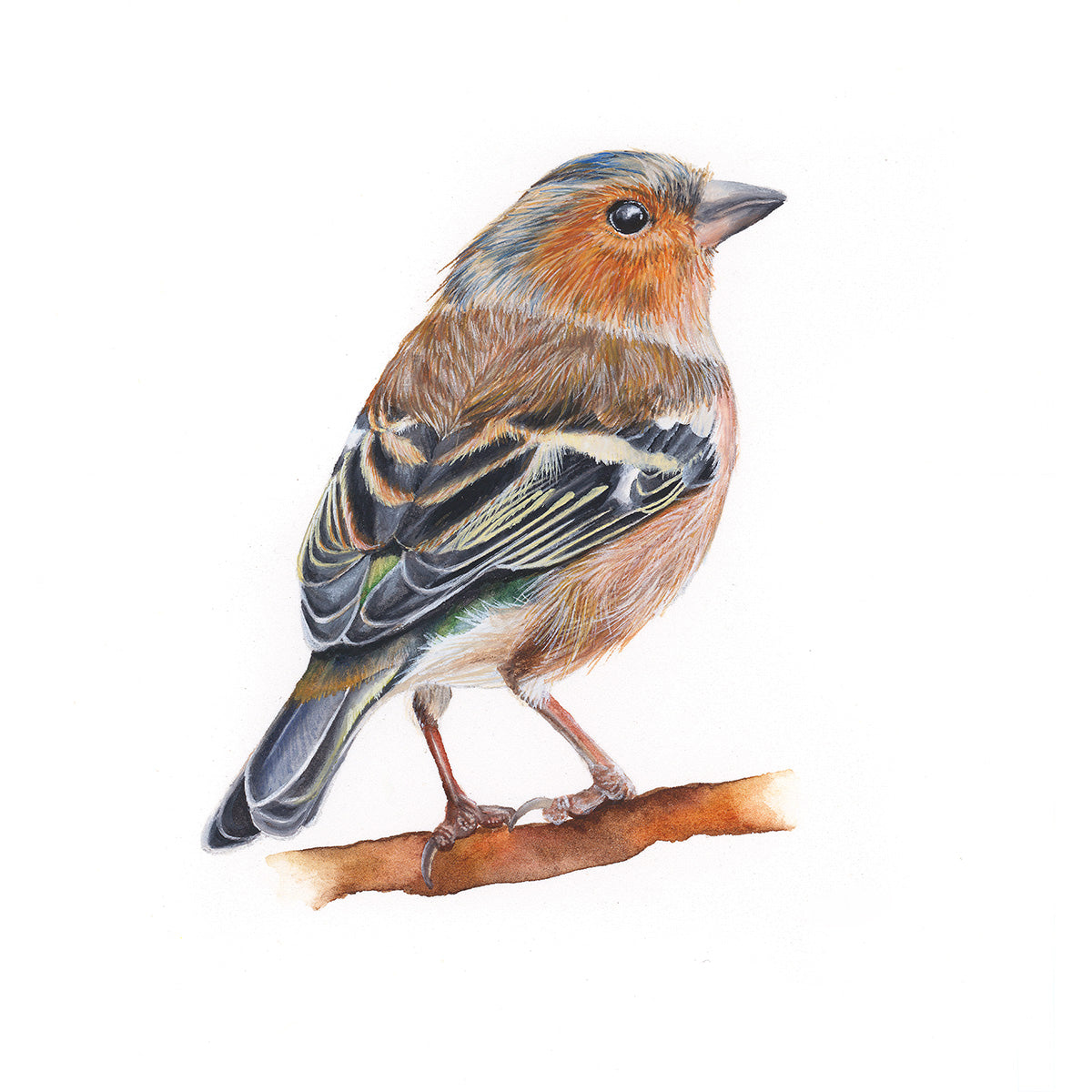 Chaffinch watercolour square gallery