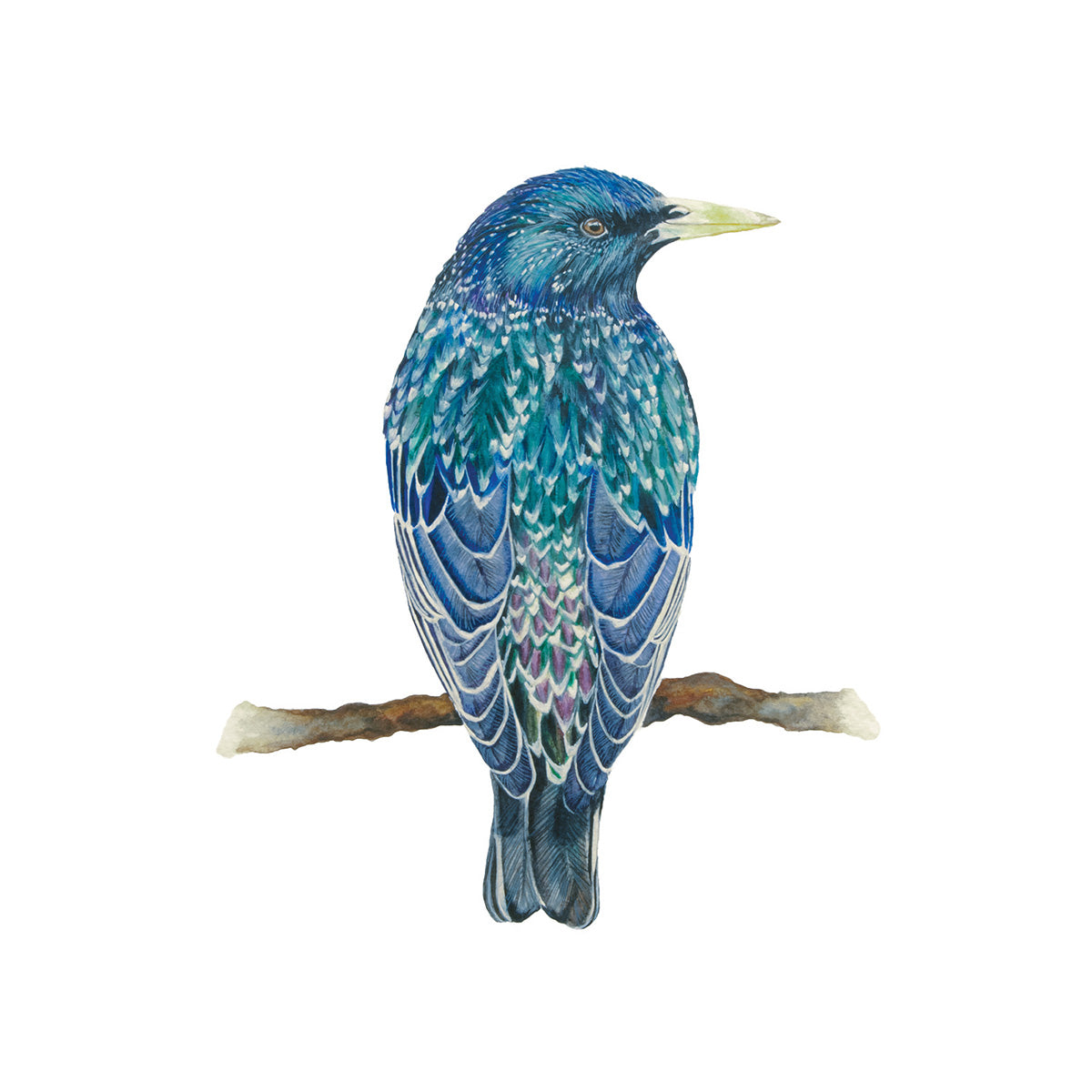 European Starling, Fine Art Watercolour Print