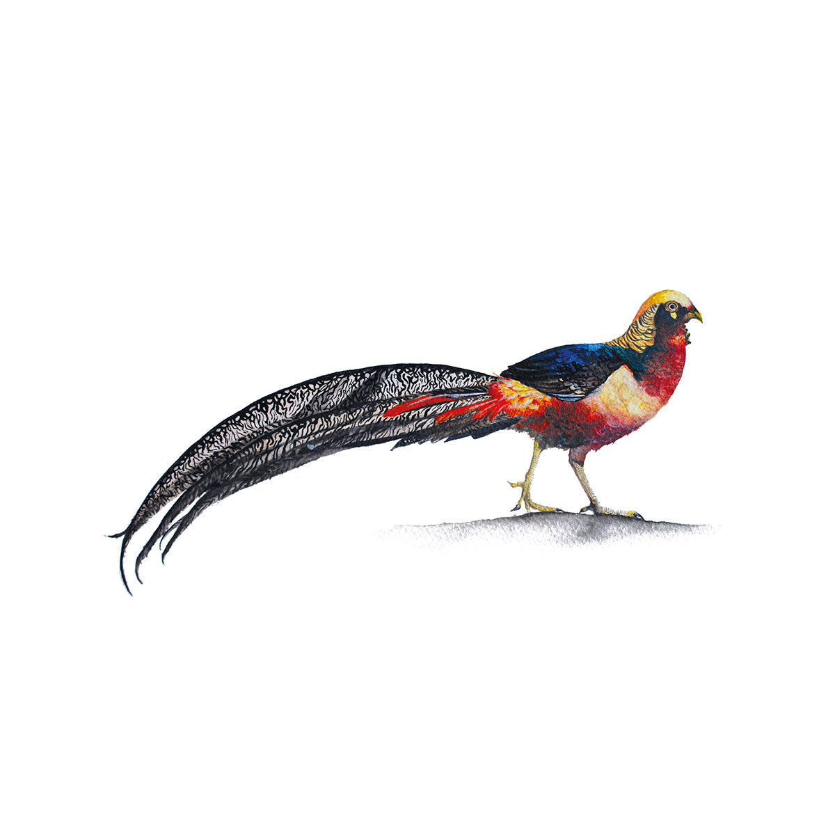 Little Golden Pheasant, Fine Art Watercolour Print