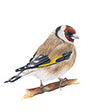 Goldfinch blank
