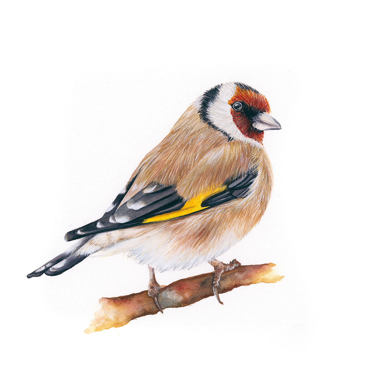 Goldfinch watercolour square gallery