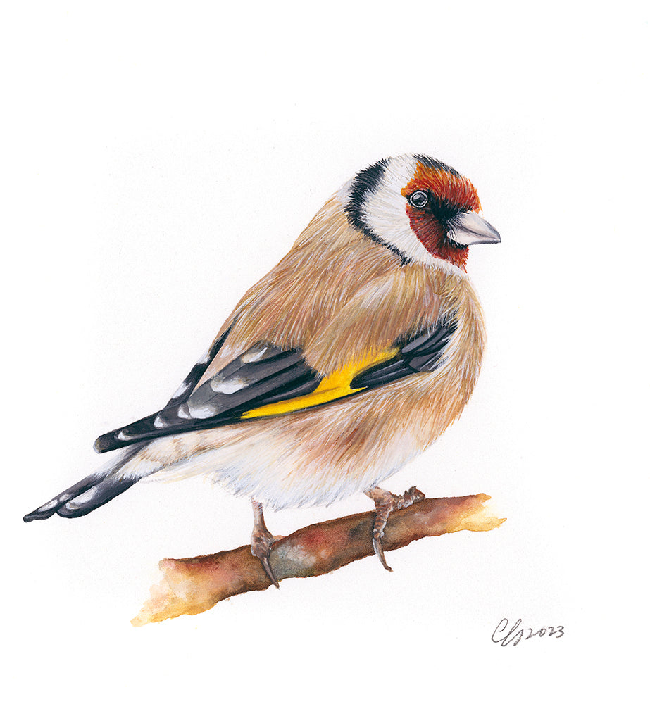 Goldfinch, Original Watercolour Painting