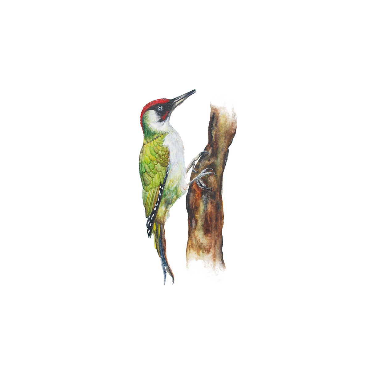 Little Green Woodpecker, Fine Art Watercolour Print