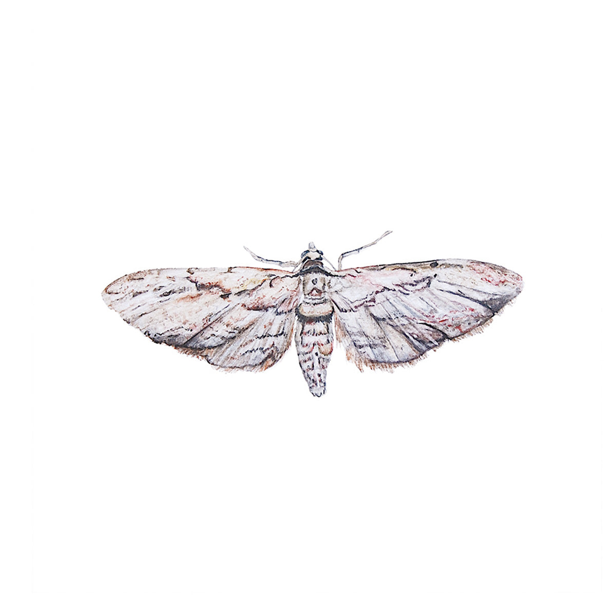Grey moth watercolour square gallery