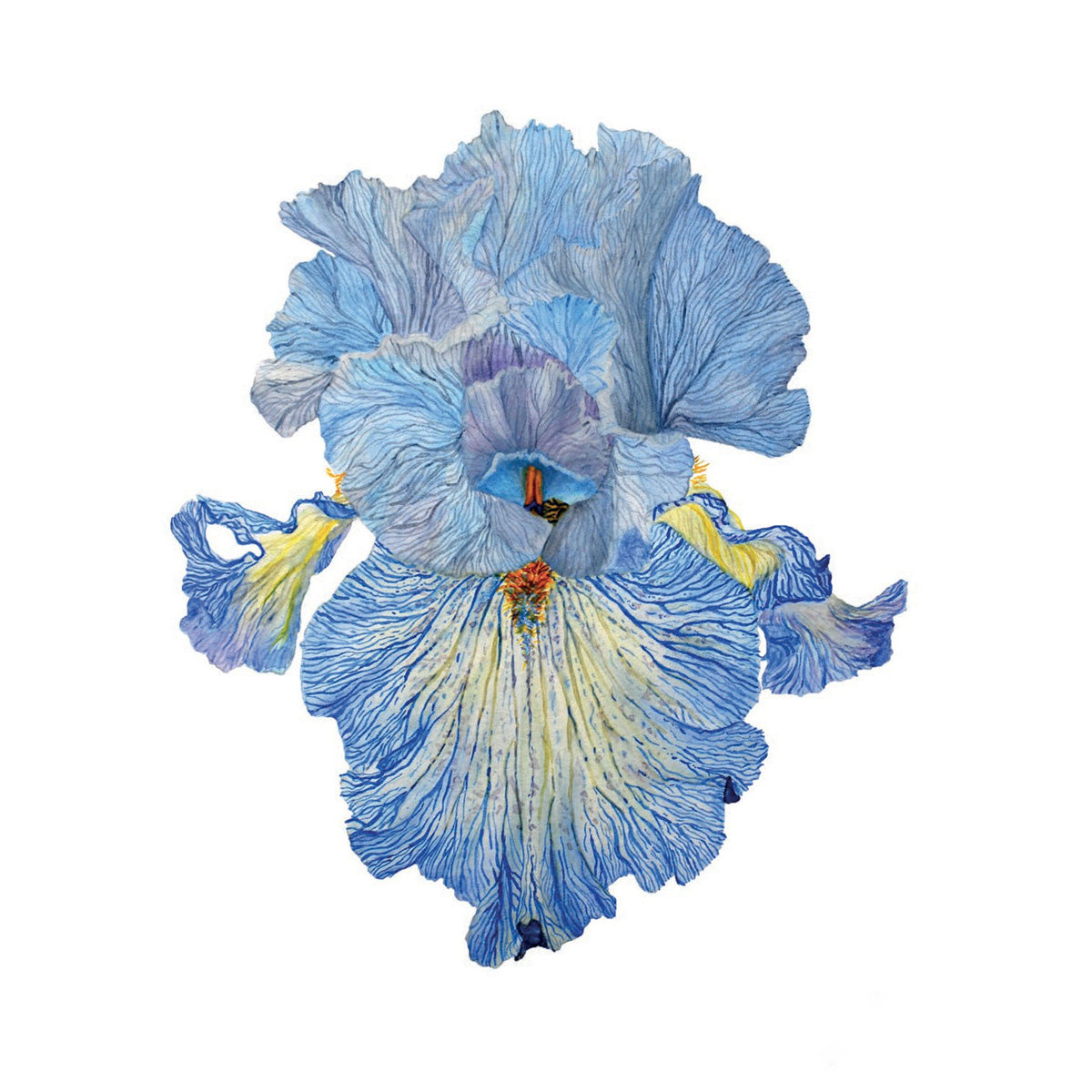 Iris Acoma, Fine Art Watercolour Print