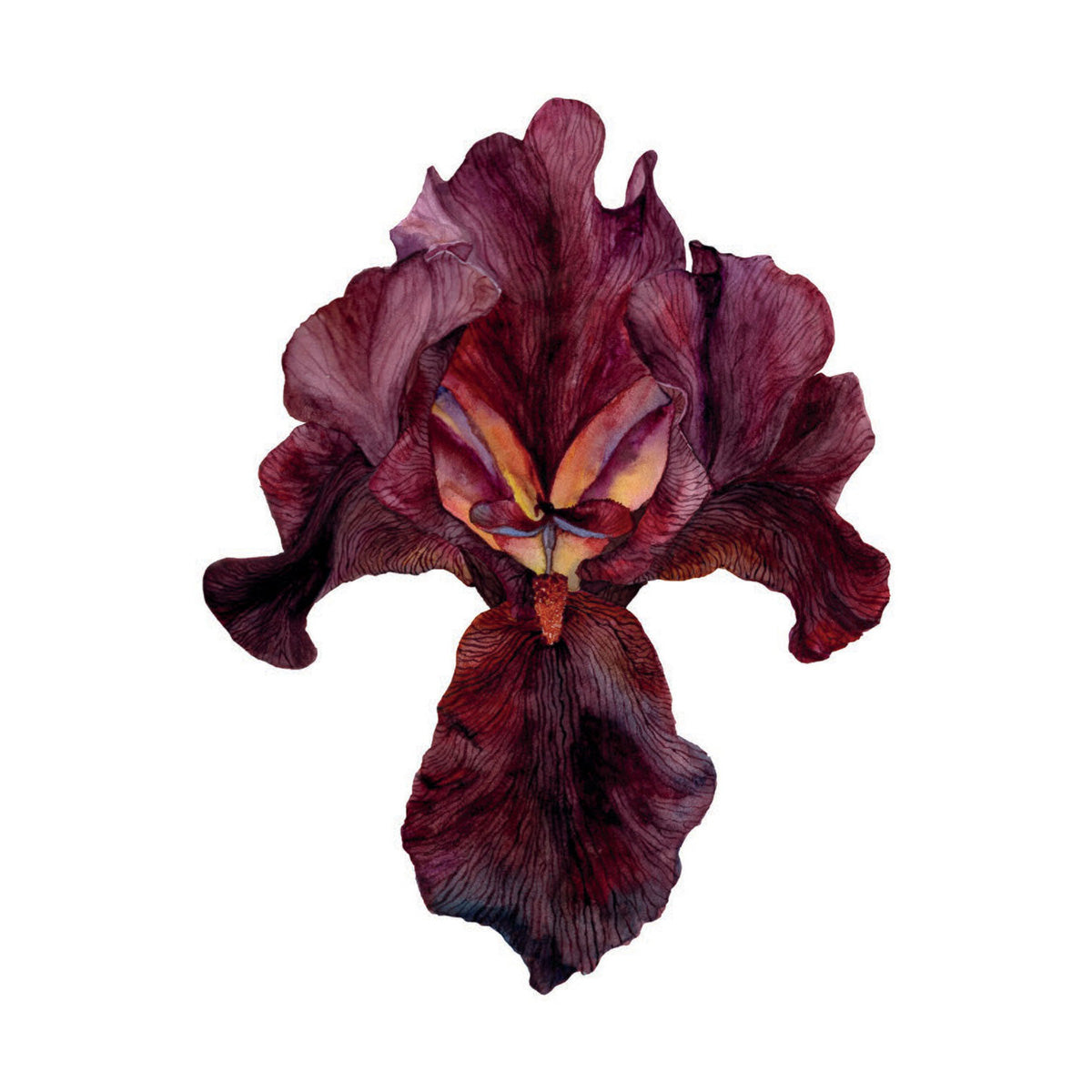 Iris Langport Wren, Fine Art Watercolour Print