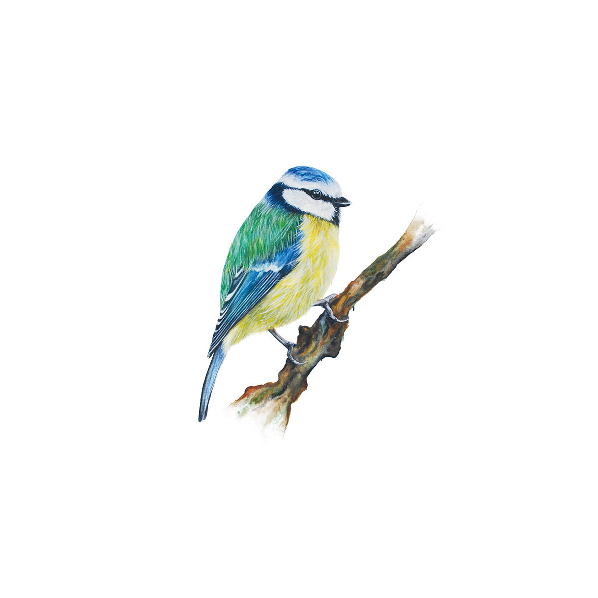 Little Blue Tit, Fine Art Watercolour Print