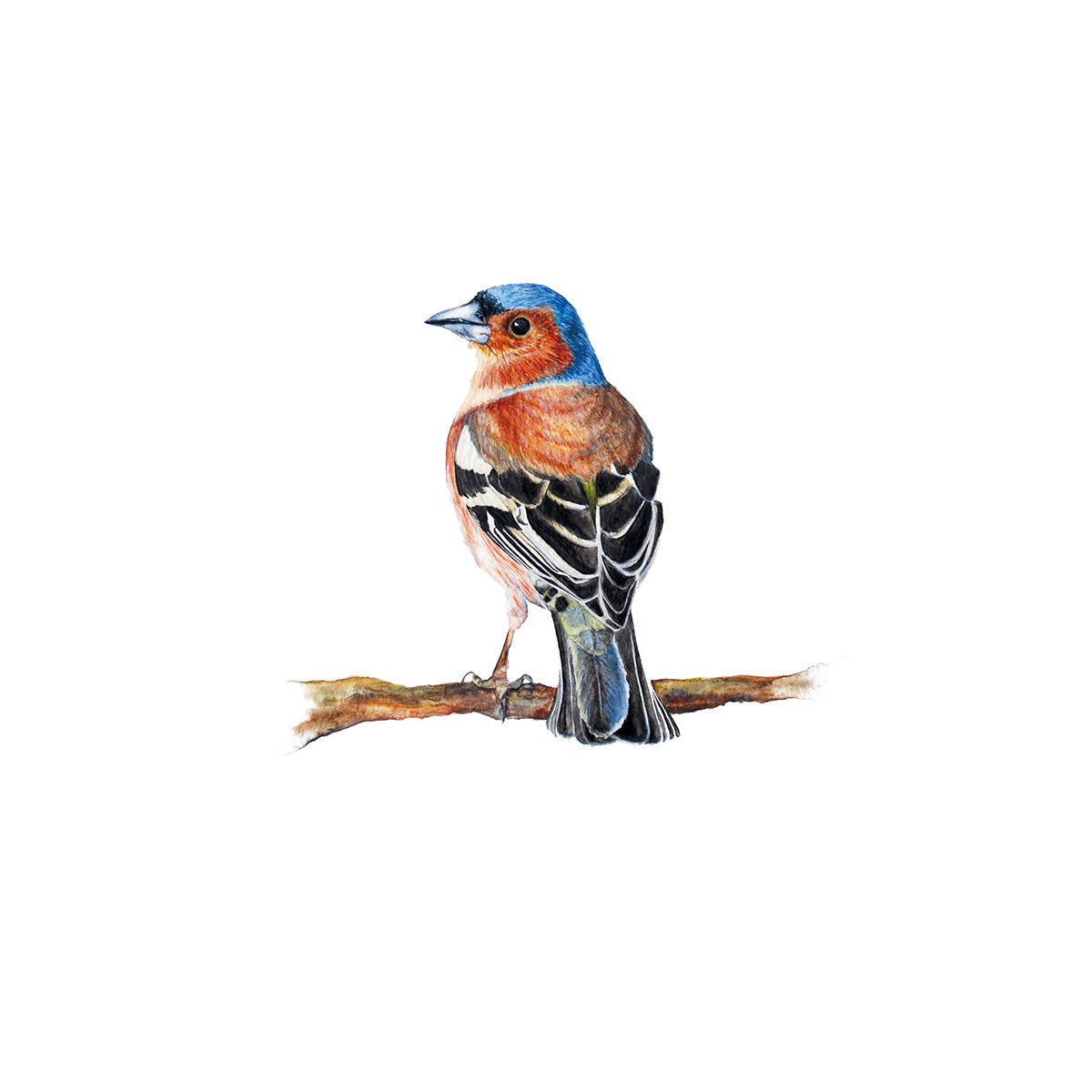 Little Chaffinch, Fine Art Watercolour Print