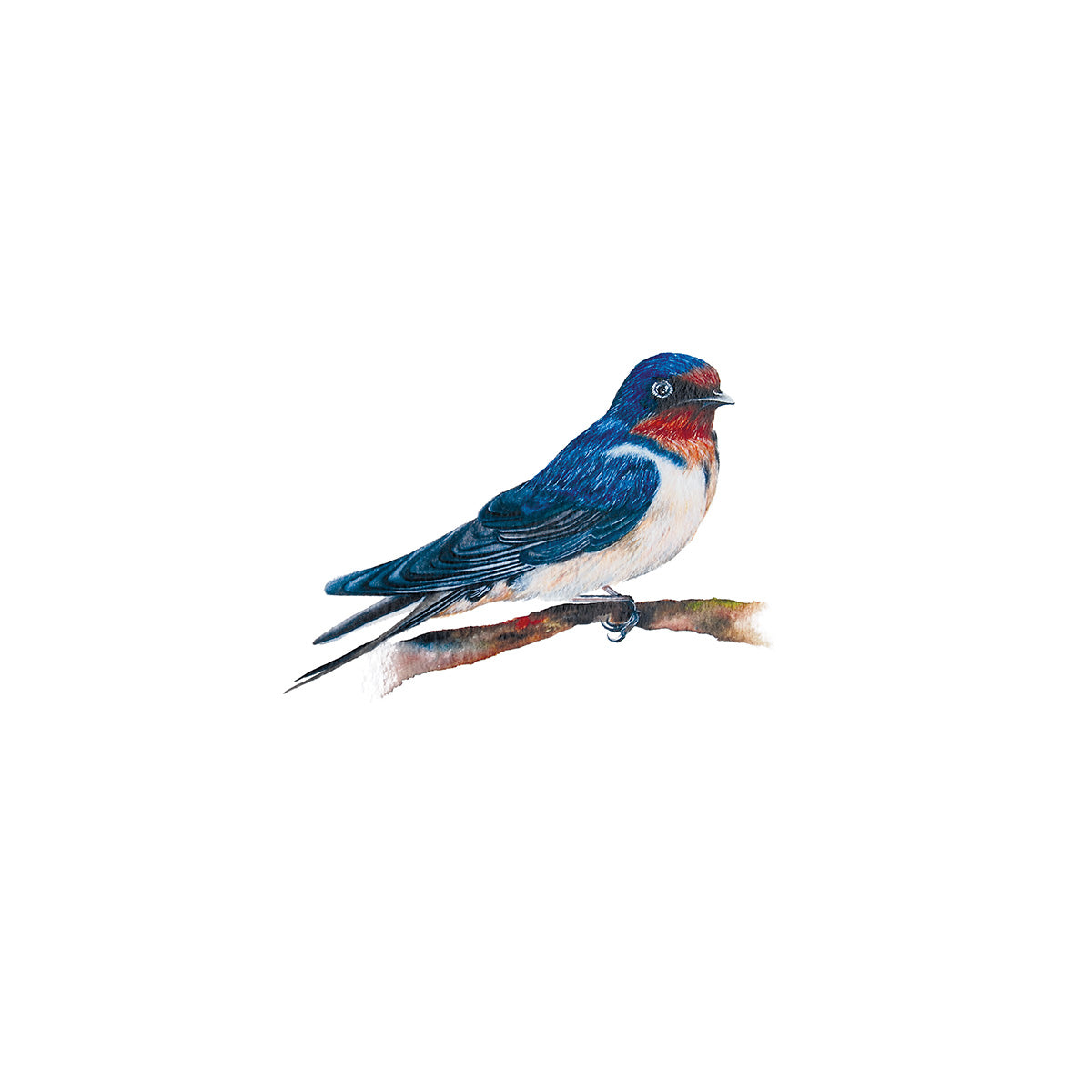 Little Swallow, Fine Art Watercolour Print