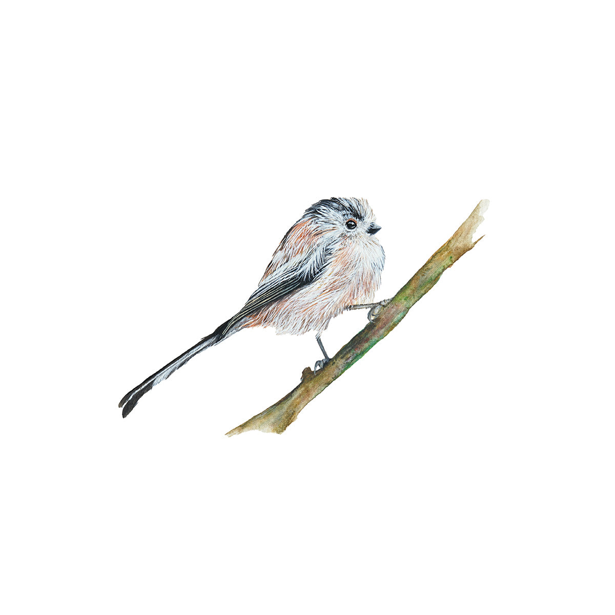 Little Long-Tailed Tit, Fine Art Watercolour Print