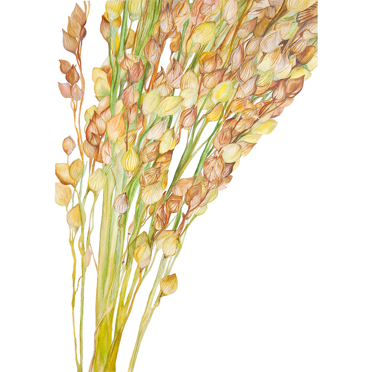 Millet, Fine Art Watercolour Print