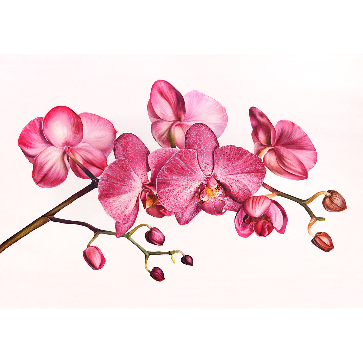 Orchid, Original Watercolour Painting