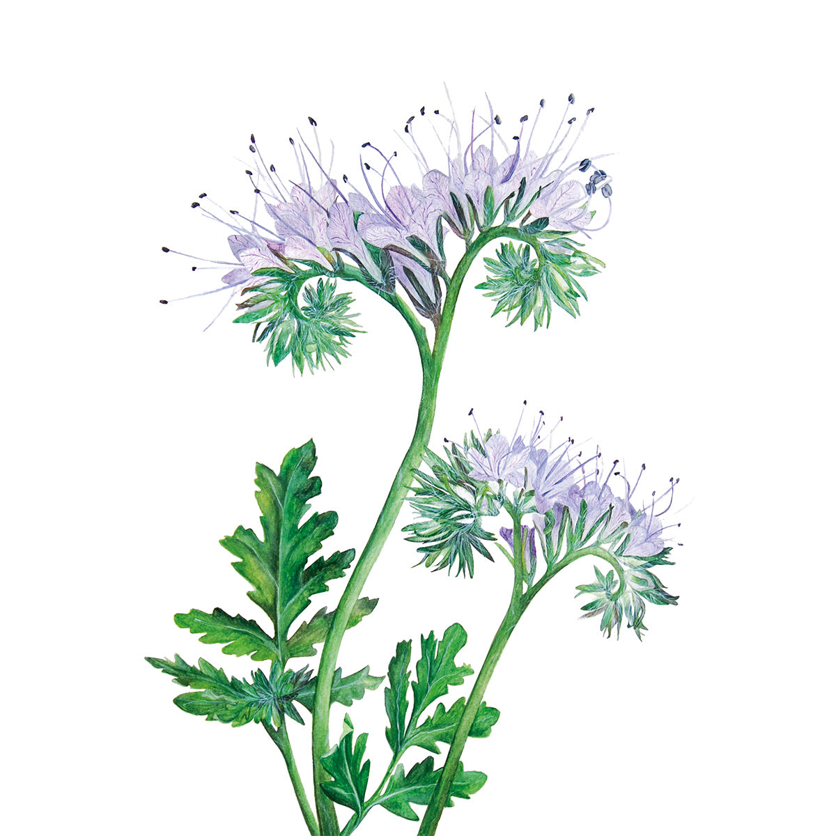 Phacelia, Fine Art Watercolour Print
