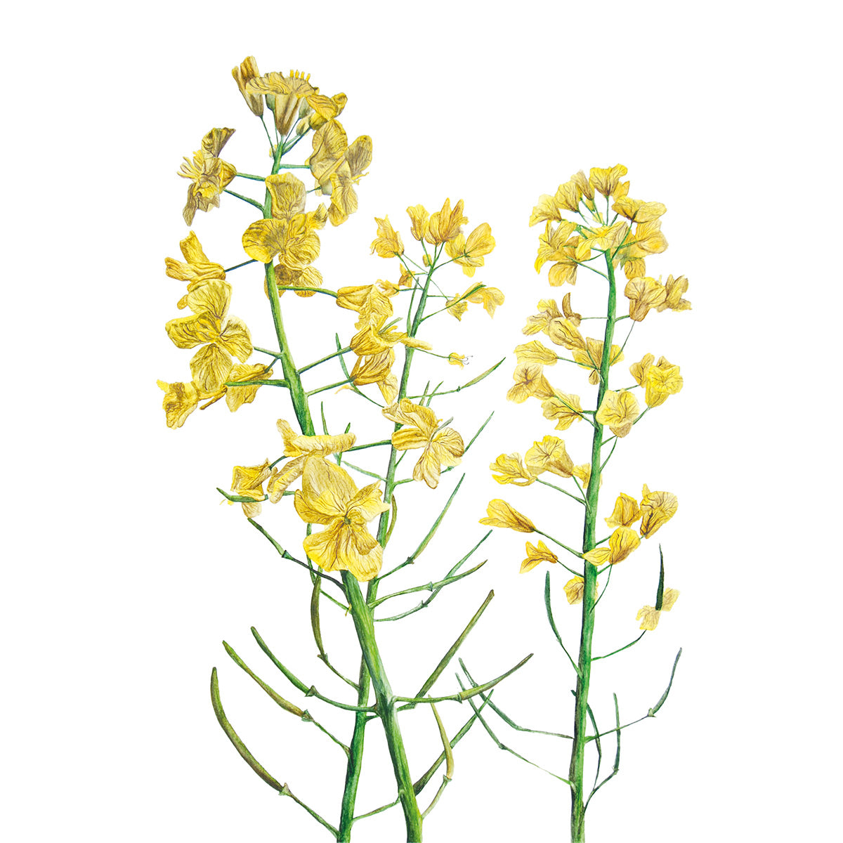 Rapeseed, Fine Art Watercolour Print