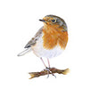 Robin blank