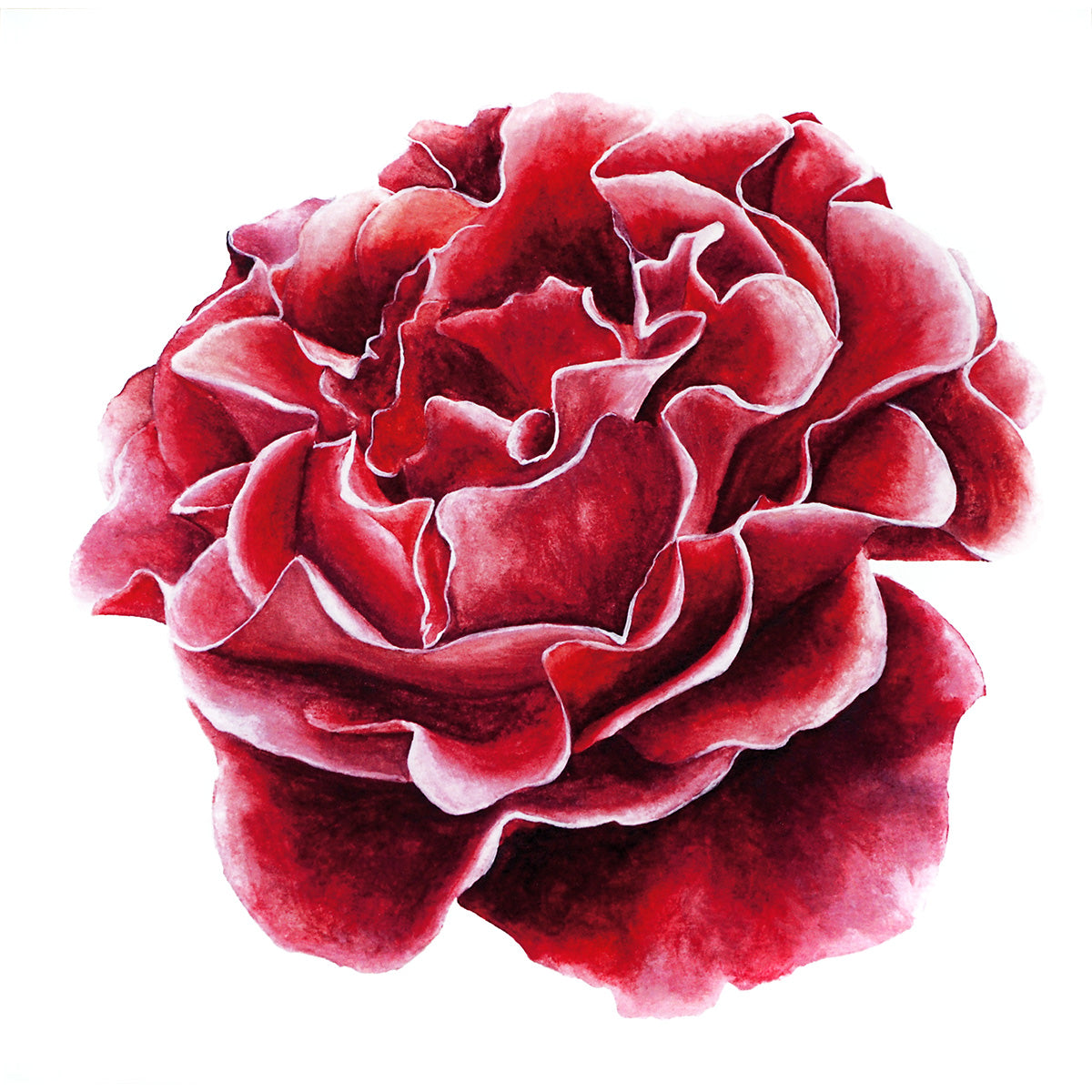 Rose watercolour square gallery