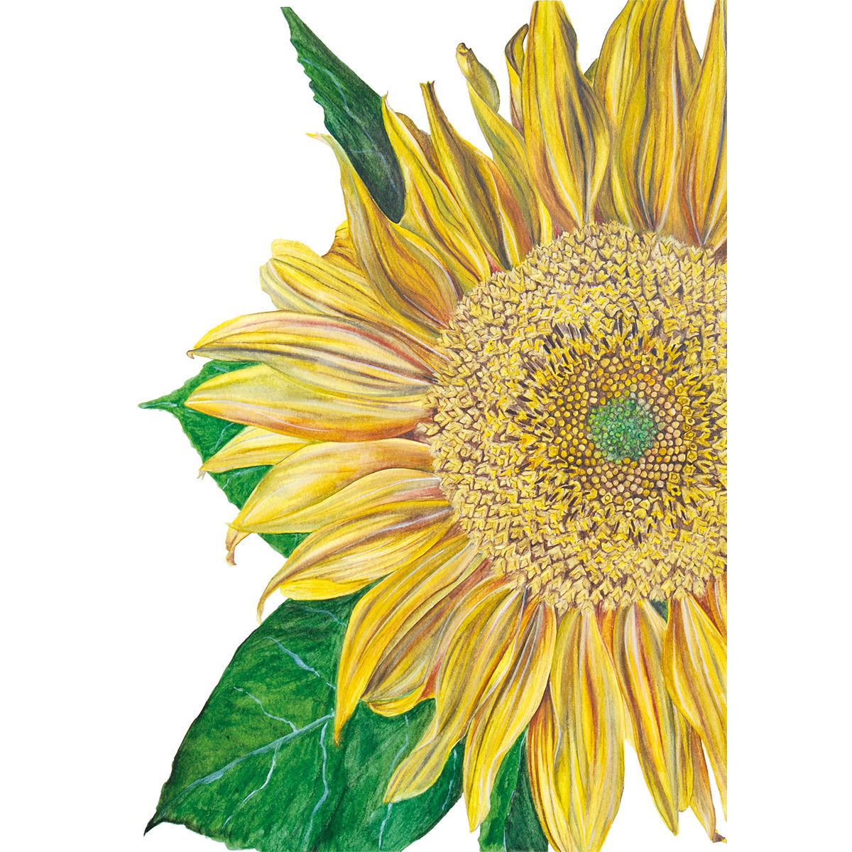Sunflower, Fine Art Watercolour Print