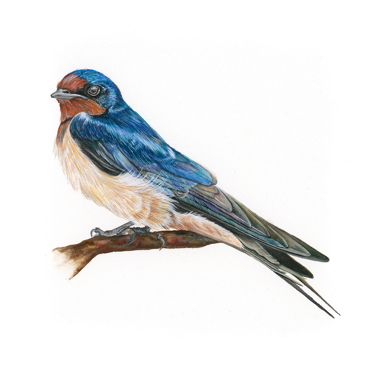 Swallow watercolour square gallery