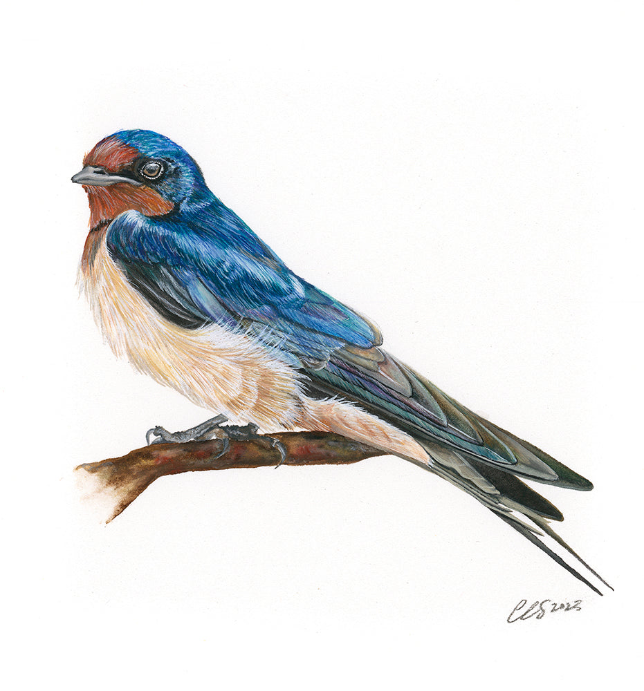 Barn Swallow, Original Watercolour Painting