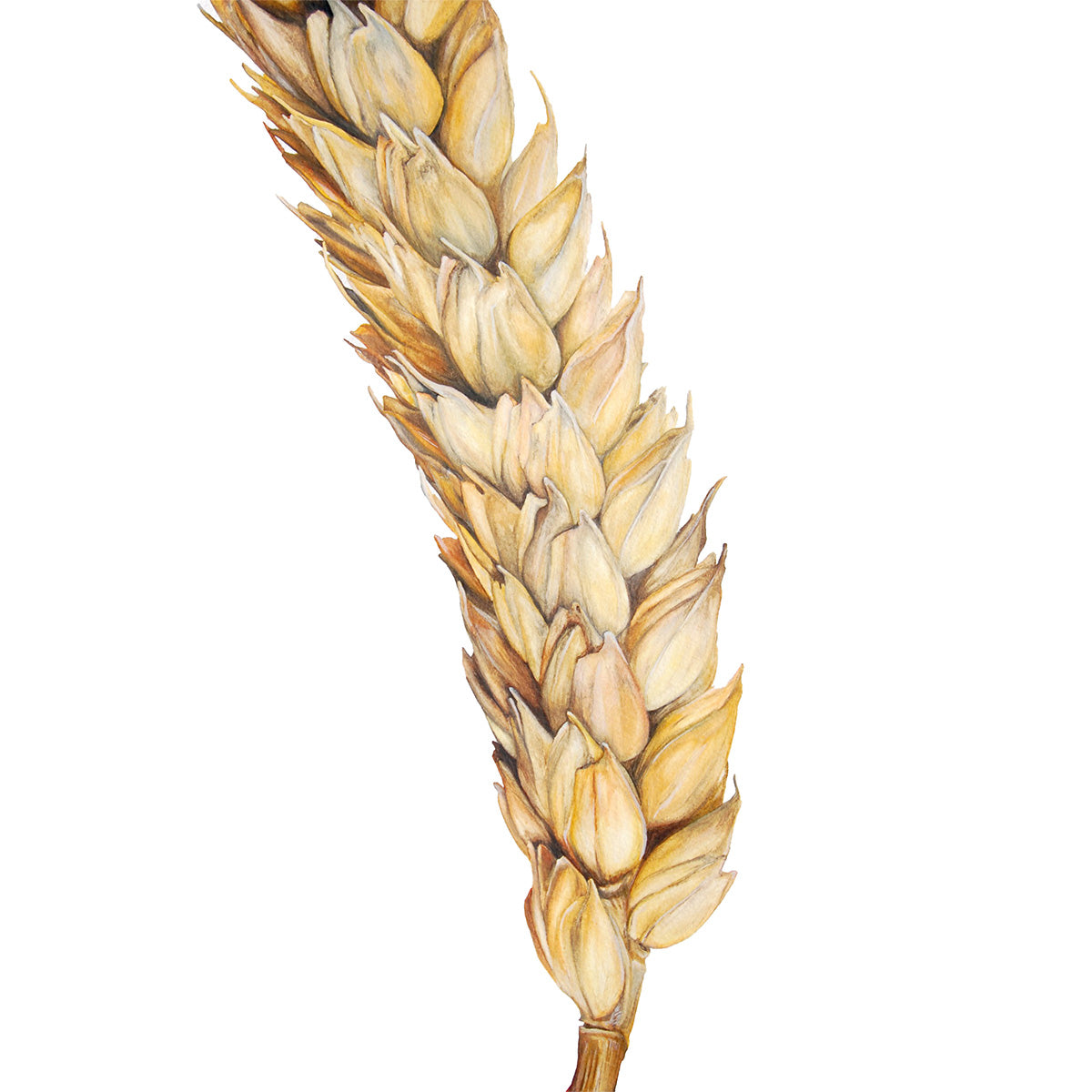 Wheat, Fine Art Watercolour Print