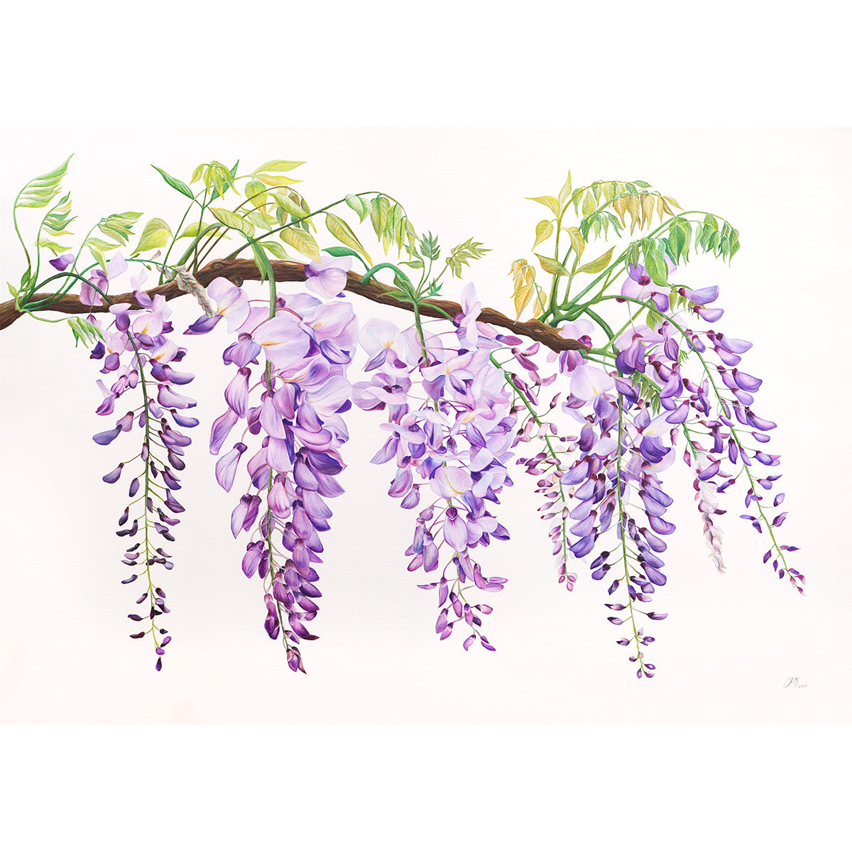 Wisteria watercolour square gallery
