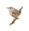 Wren blank