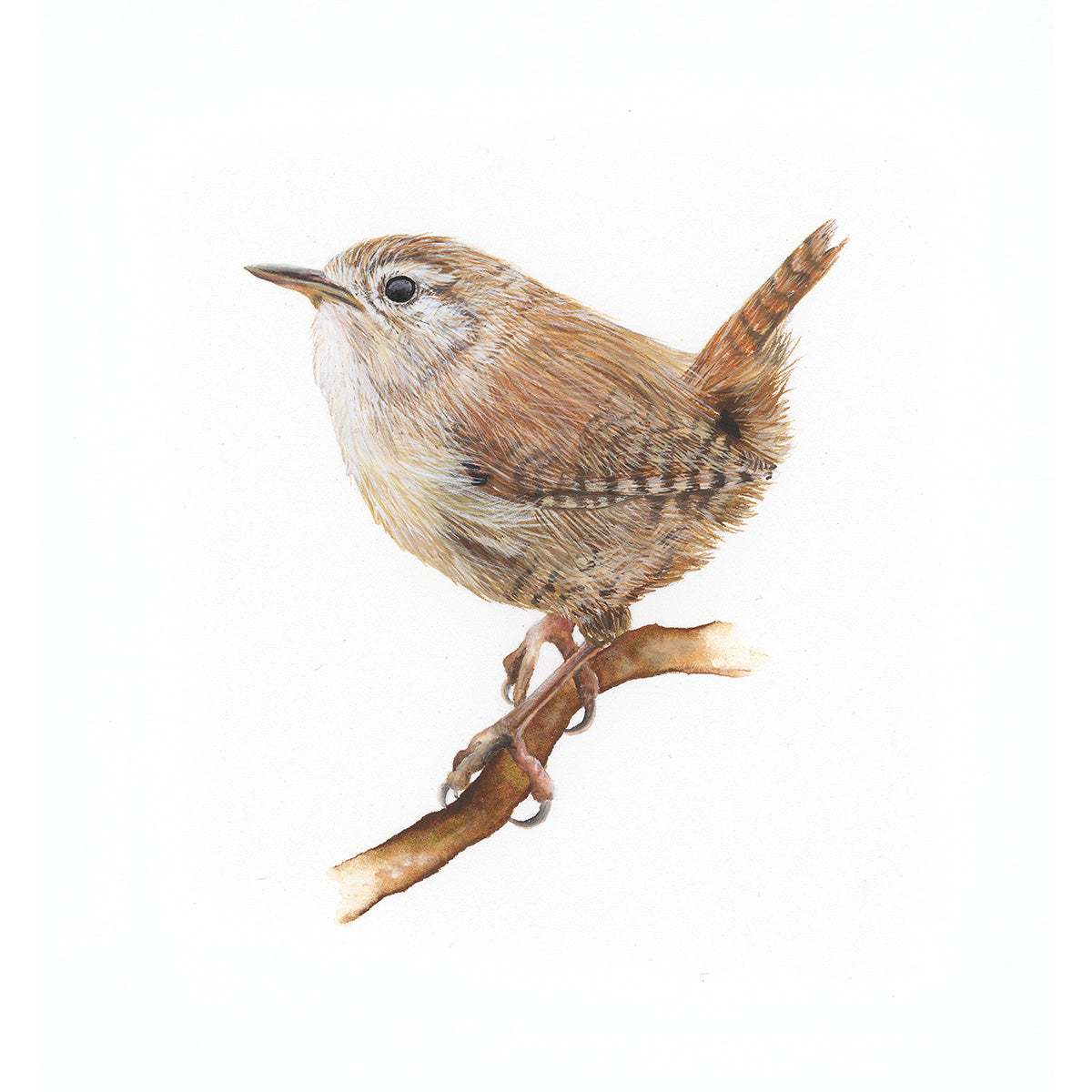 Wren watercolour square gallery