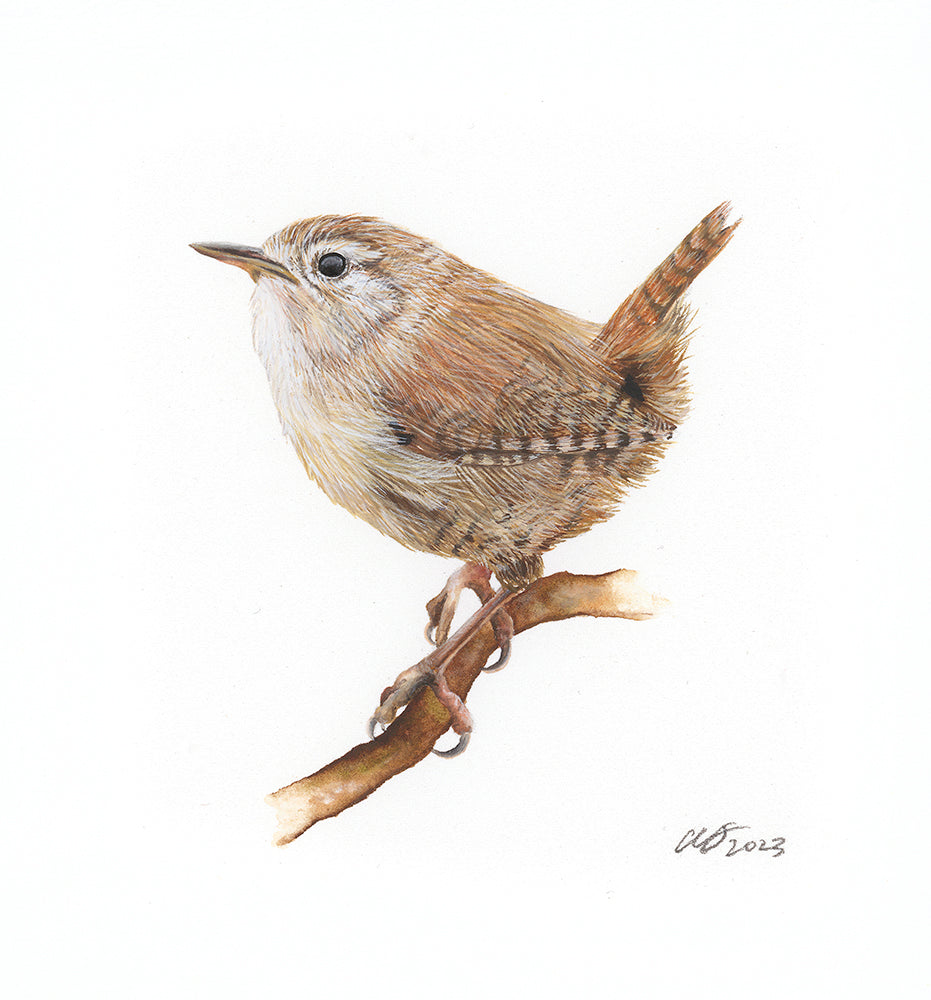 Jenny Wren, Original Watercolour Painting